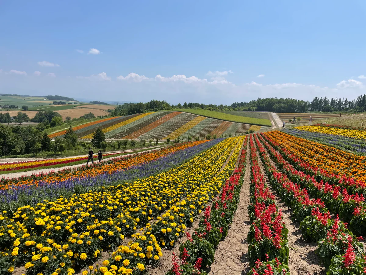 投稿写真：色彩の丘