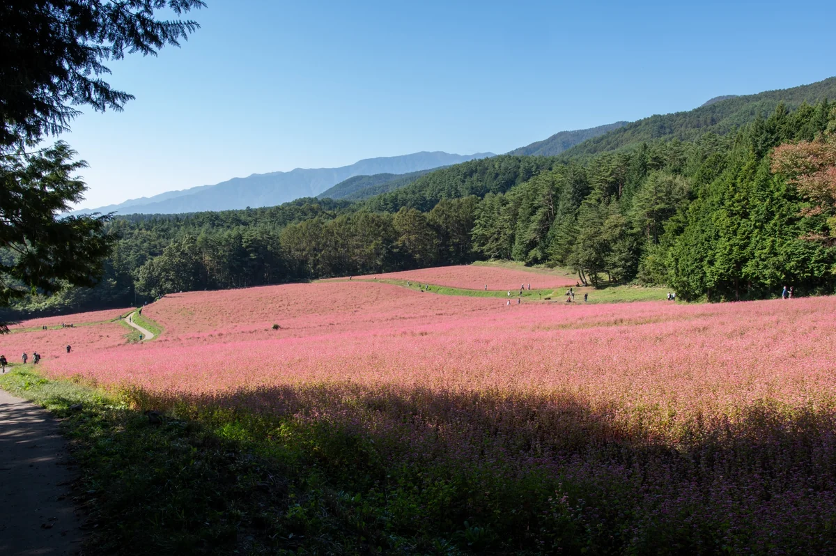 投稿写真：赤い蕎麦の花
