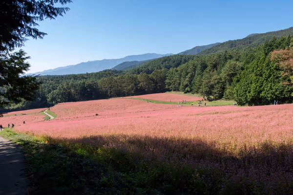 投稿：赤い蕎麦の花