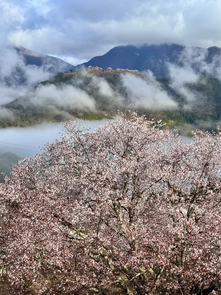 投稿：桜と雲海と天空の城