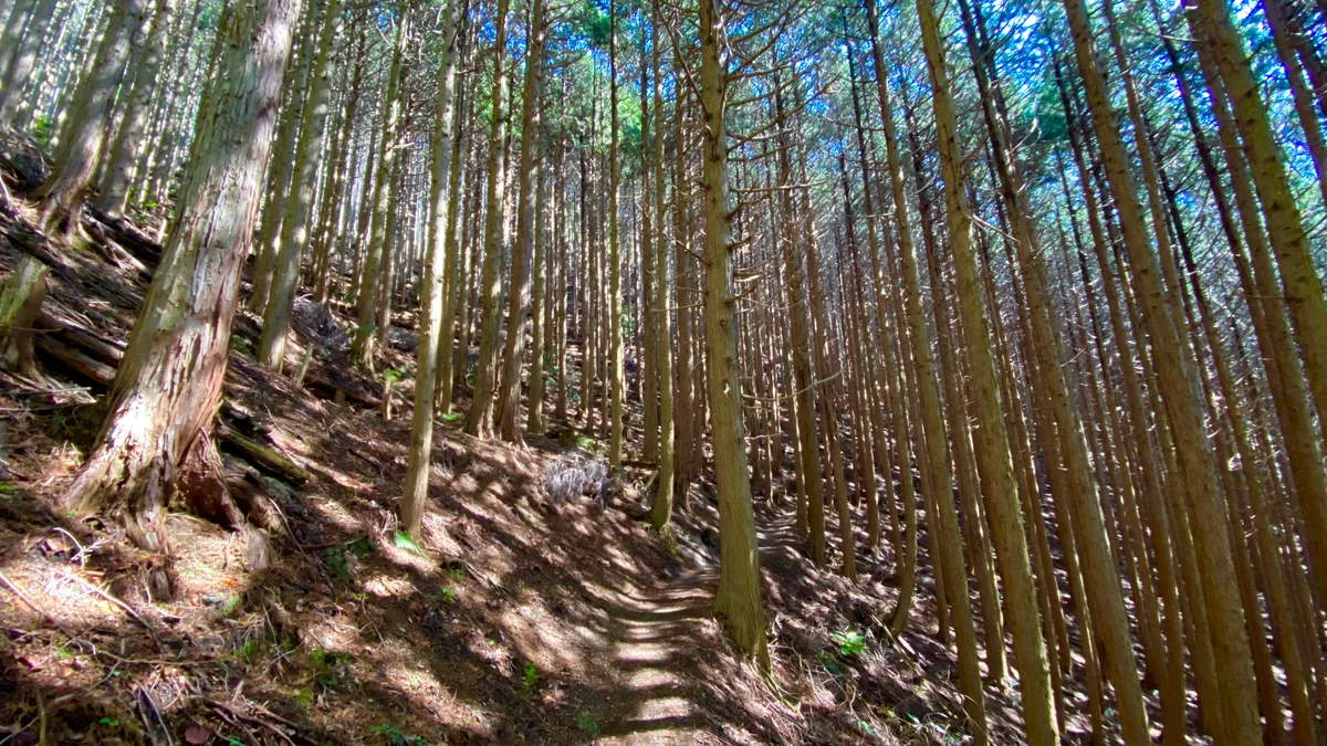 投稿写真：ダイヤモンド💎トレイル 檜の回廊