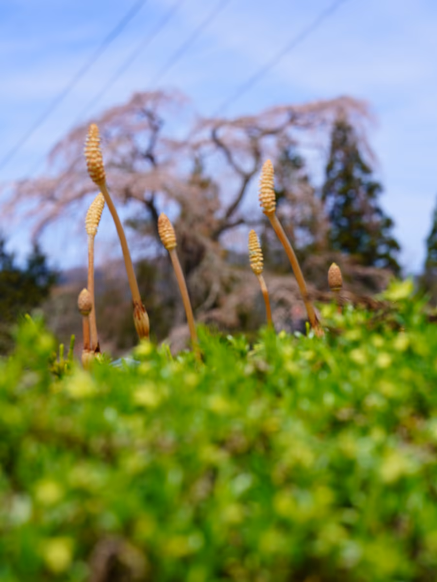 投稿写真：寺領のしだれ桜