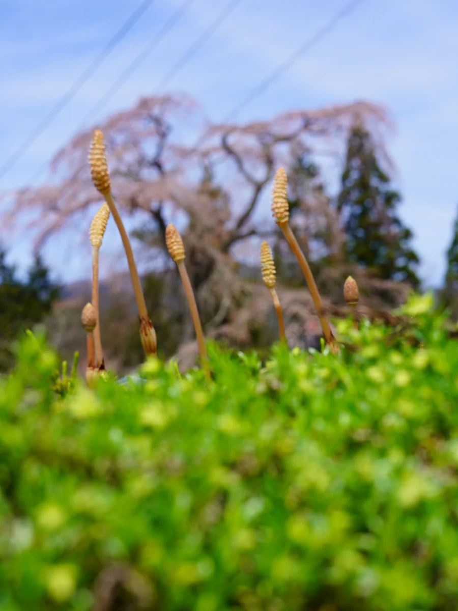 投稿写真：寺領のしだれ桜