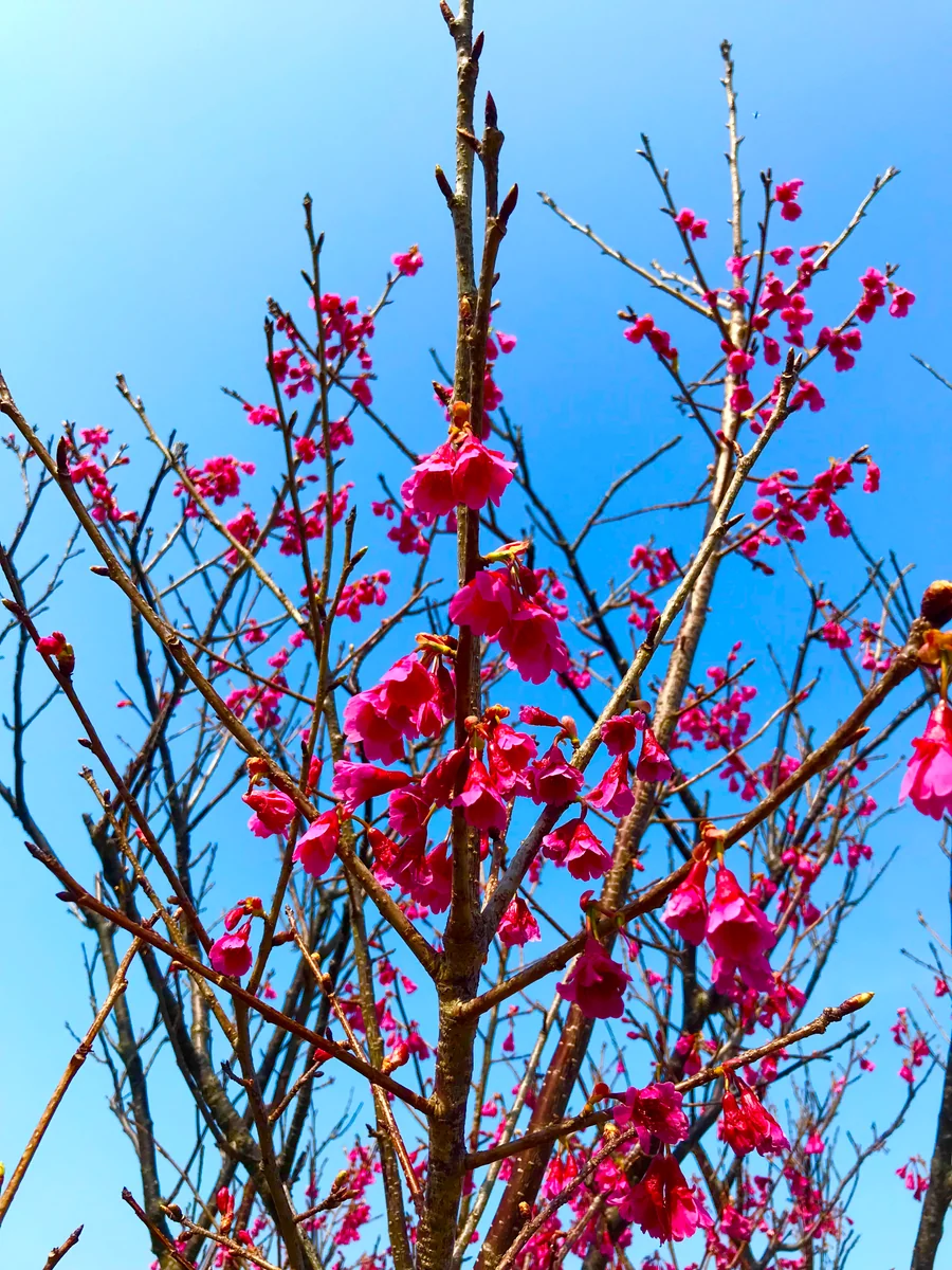 投稿写真：人は