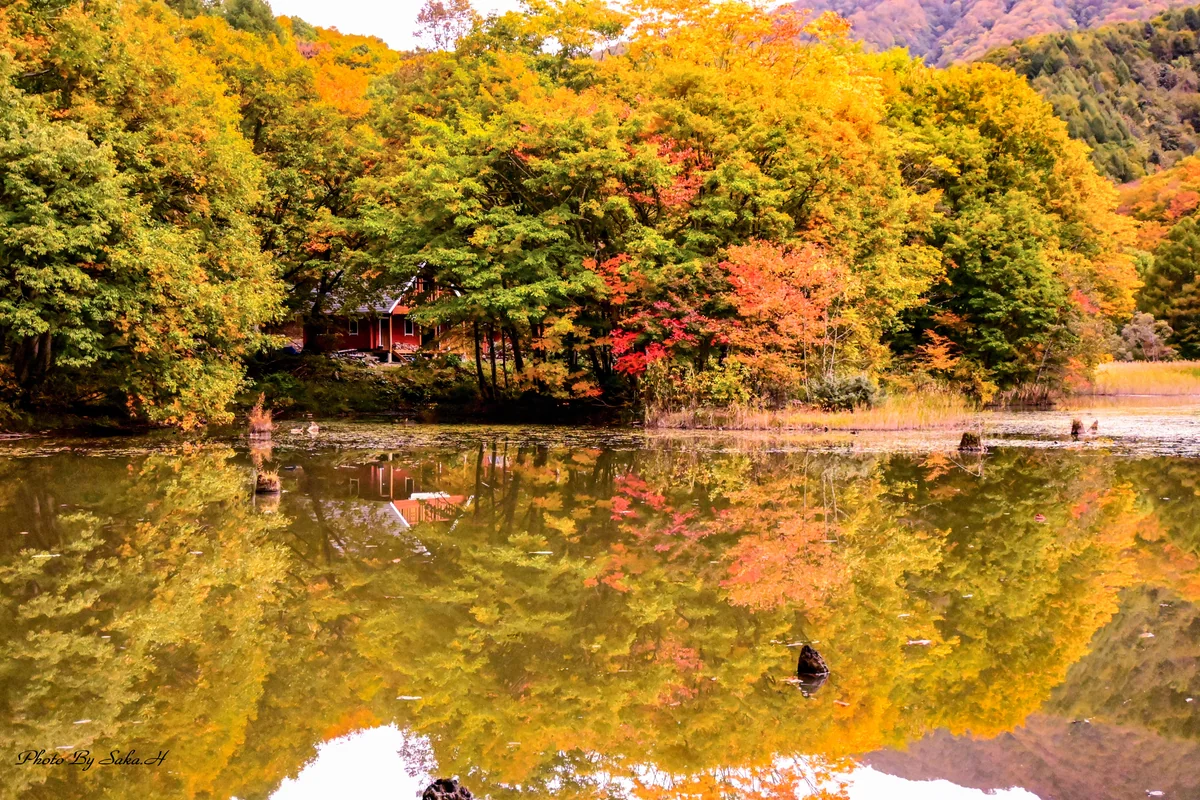投稿写真：曲沢沼の紅葉