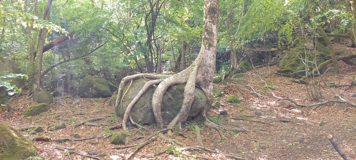 投稿写真：男池(おいけ)湧水群  生命力溢れる樹木