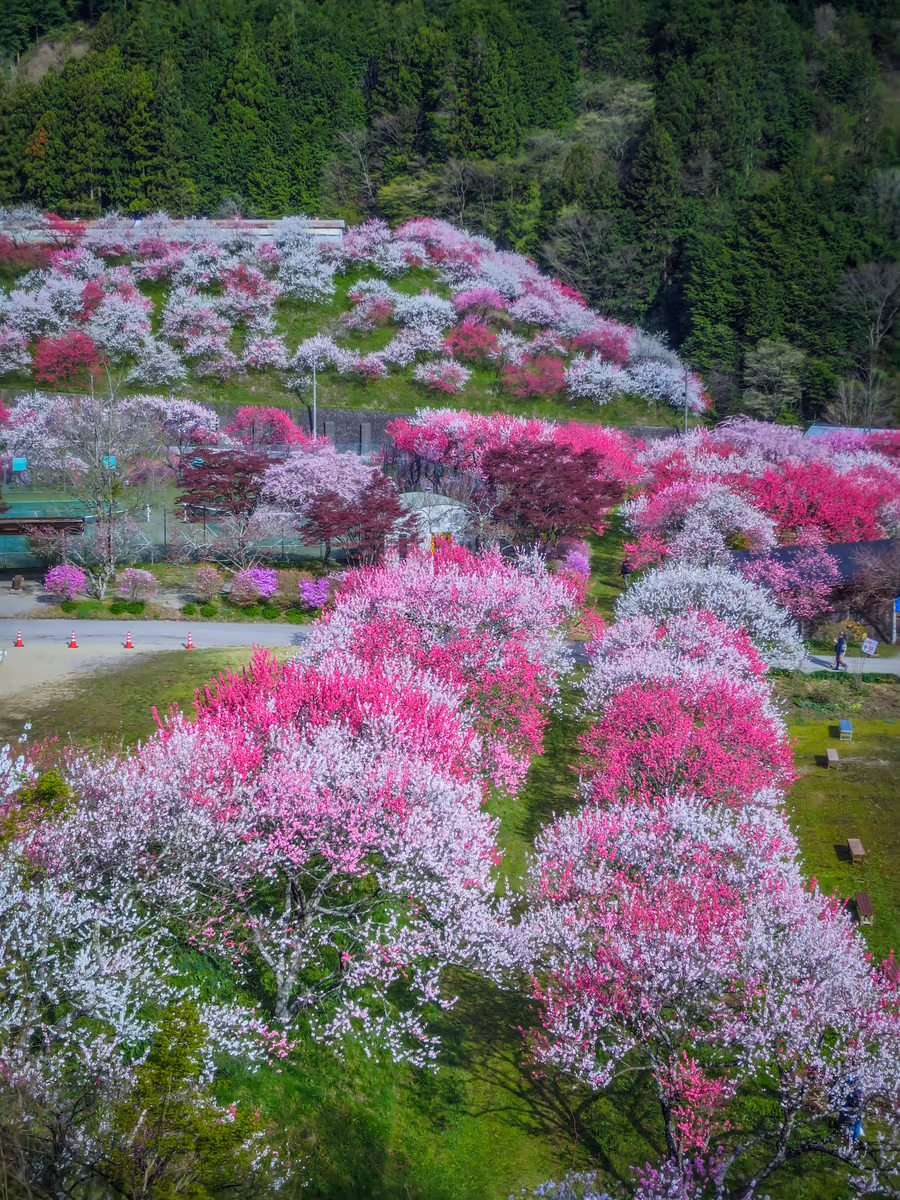 投稿写真：花桃の並木