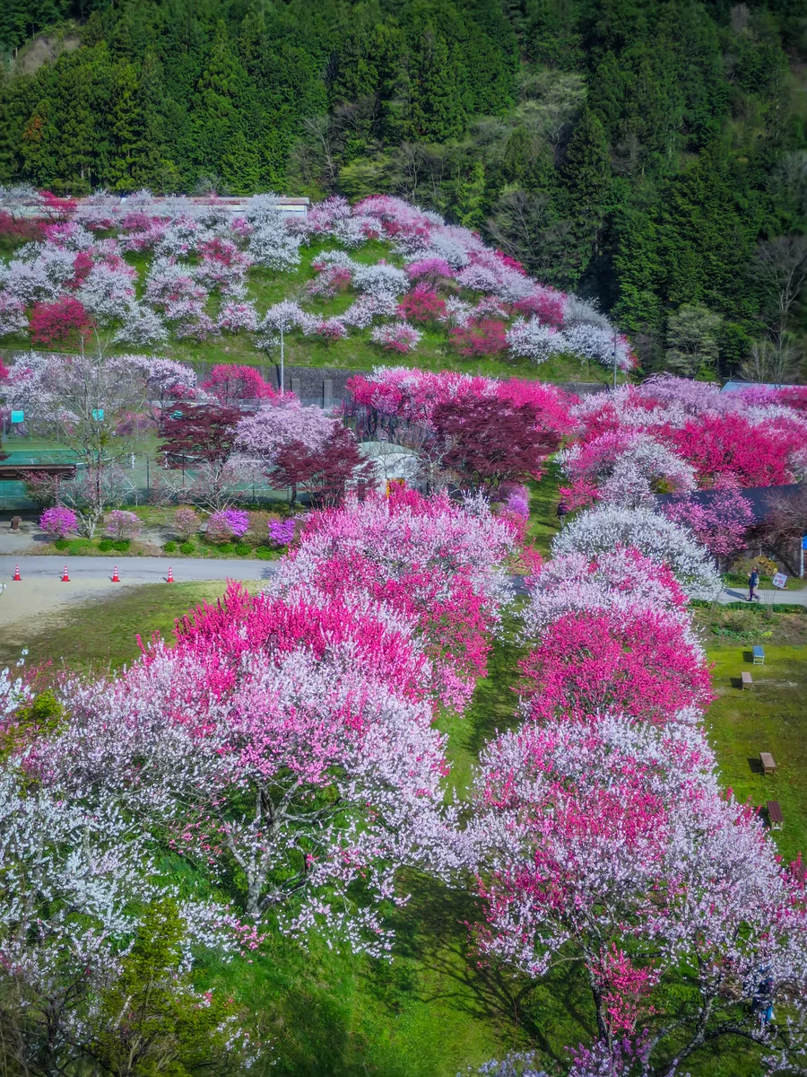 投稿写真：花桃の並木