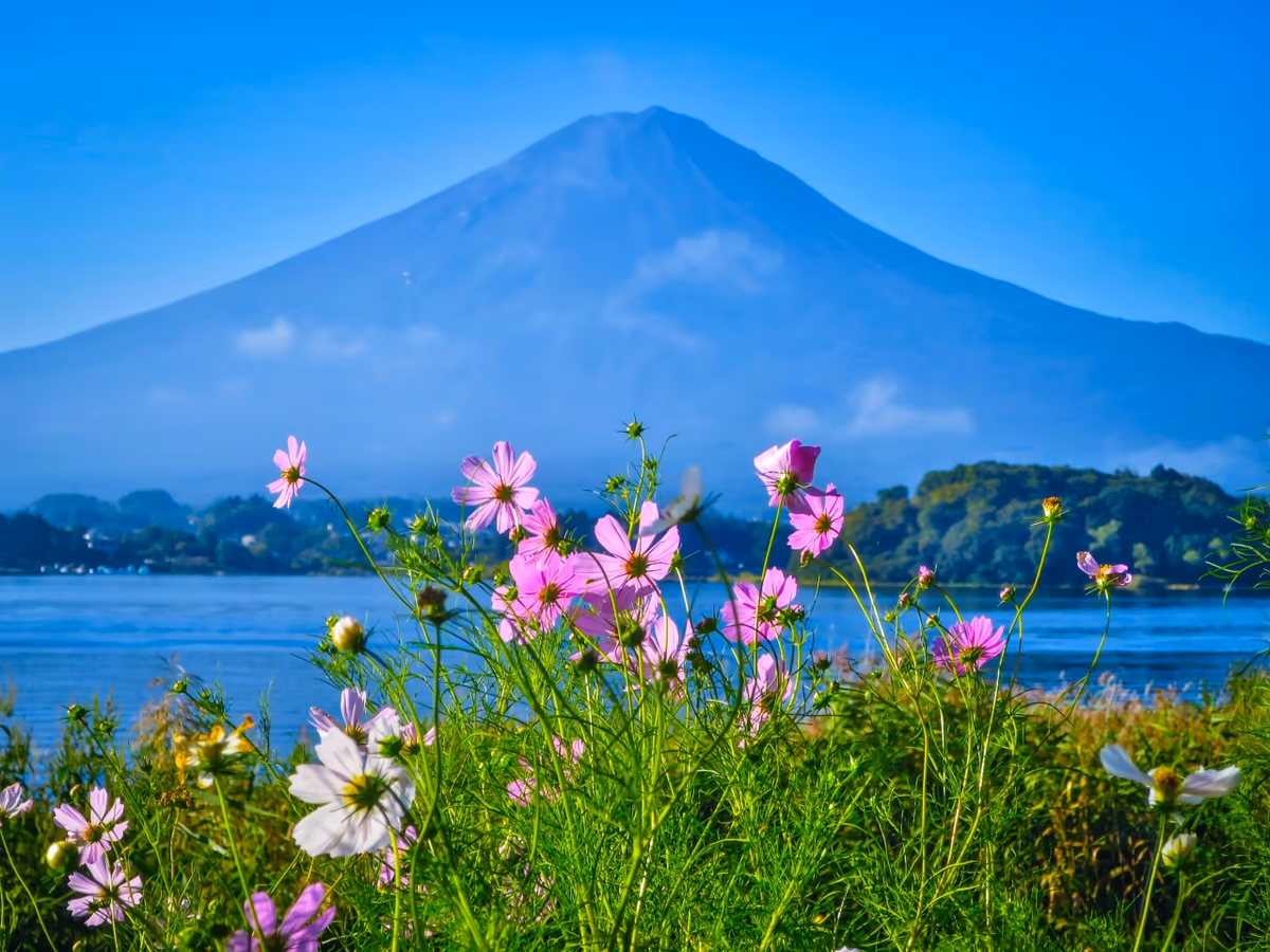 投稿写真：コスモスと富士山