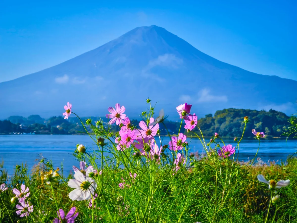 投稿写真：コスモスと富士山