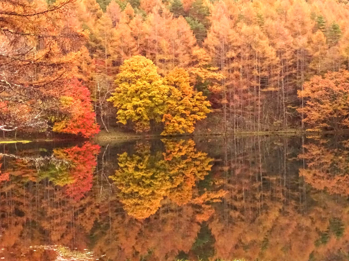 投稿写真：紅葉のリフレクション