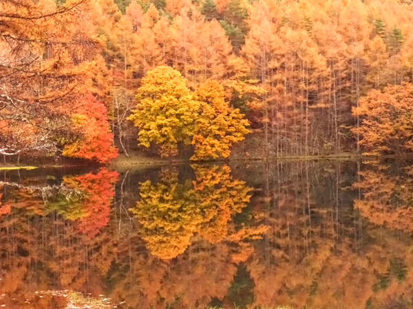 投稿：紅葉のリフレクション