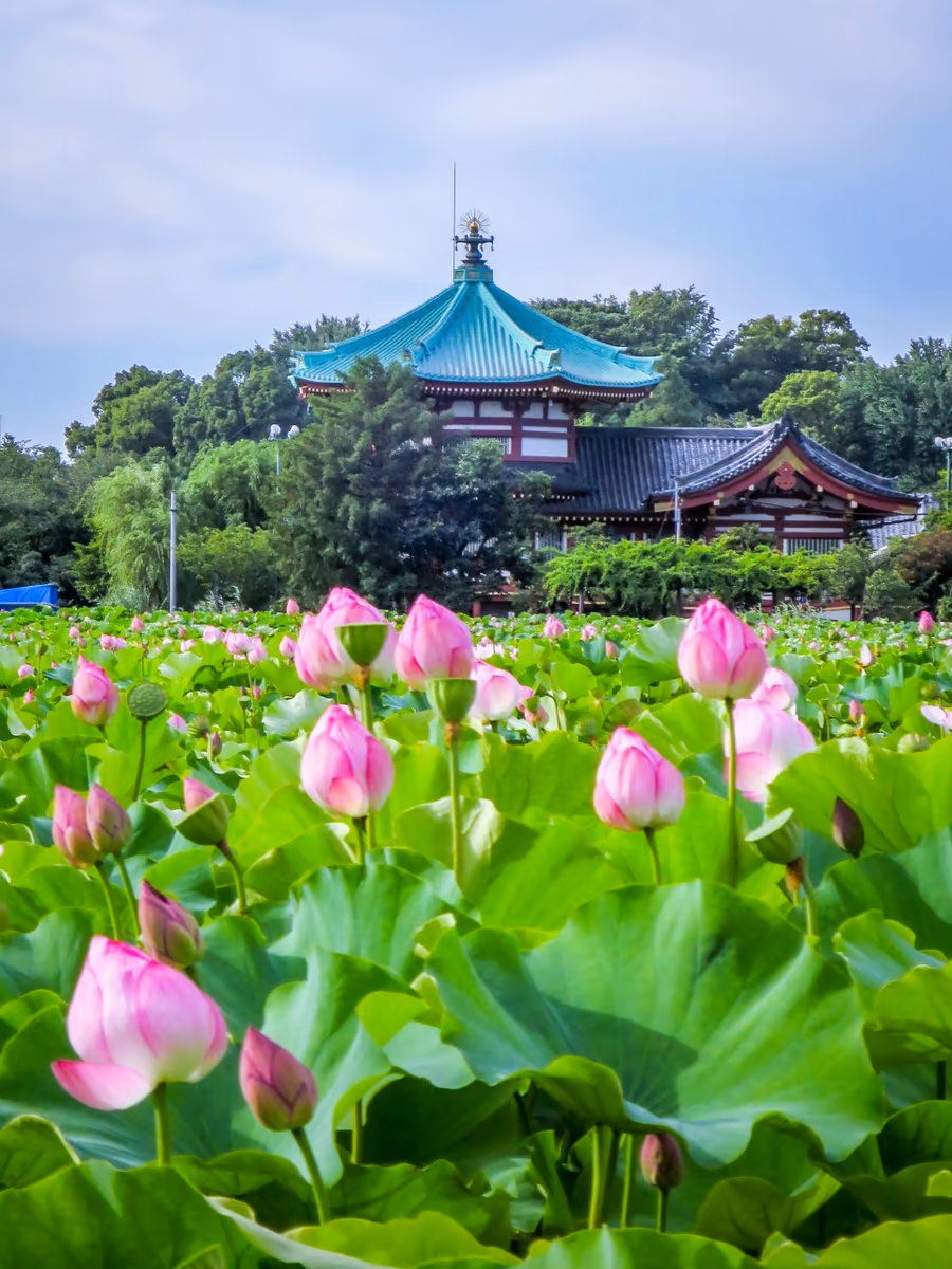 投稿写真：不忍池辨天堂とハスの花
