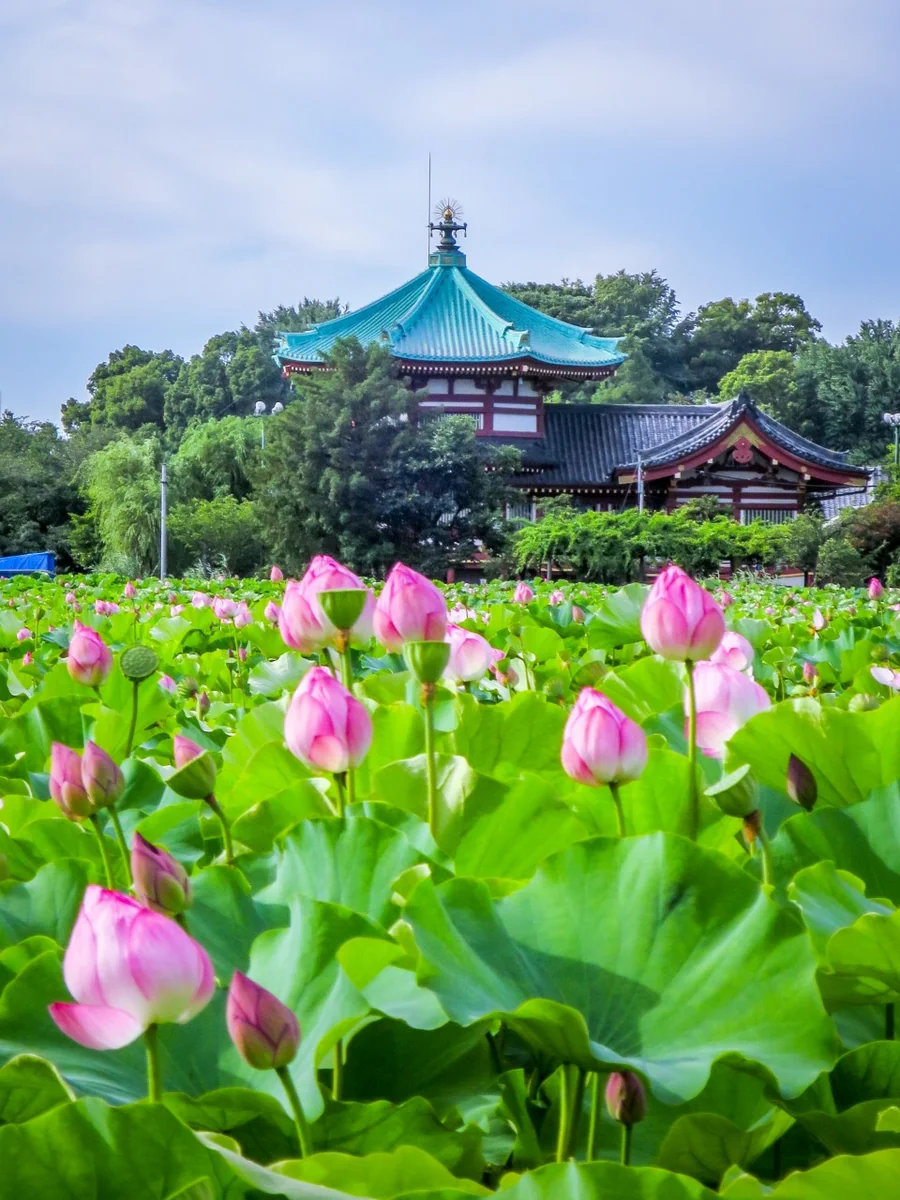 投稿写真：不忍池辨天堂とハスの花