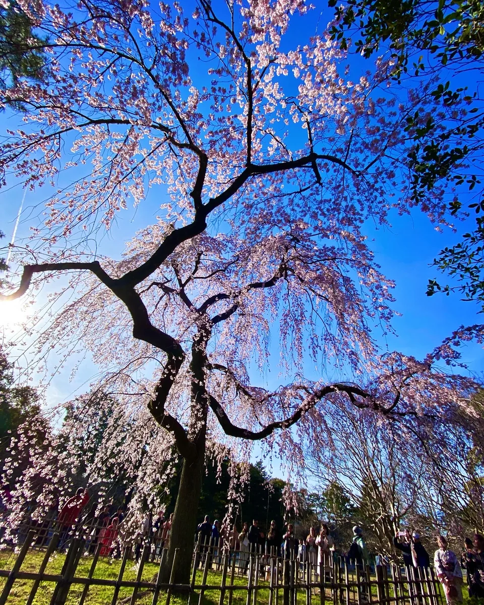 K Satine Jpさんの投稿写真