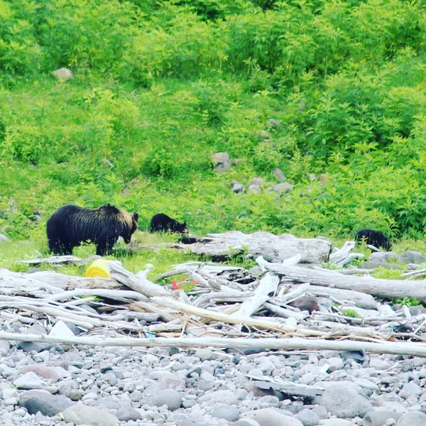 投稿：ヒグマの親子