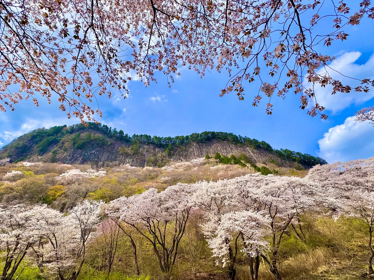 投稿写真：奈良で1番最後に咲く桜スポット🌸屏風岩公苑