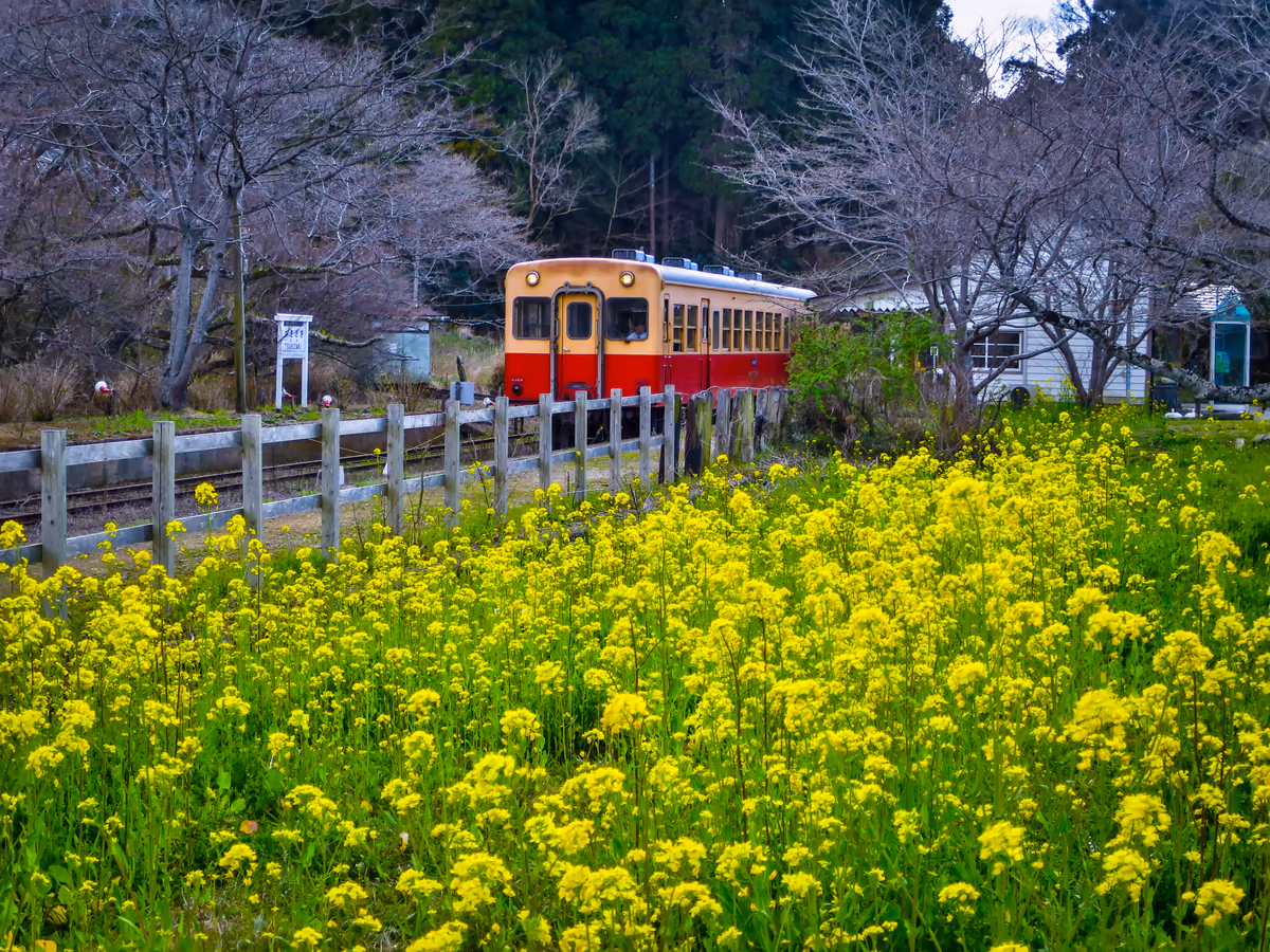 投稿写真：菜の花と小湊鉄道