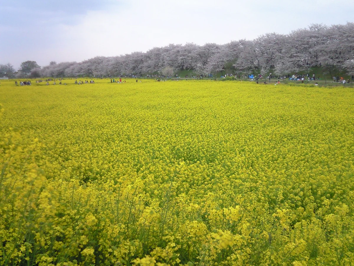 投稿写真：菜の花と桜