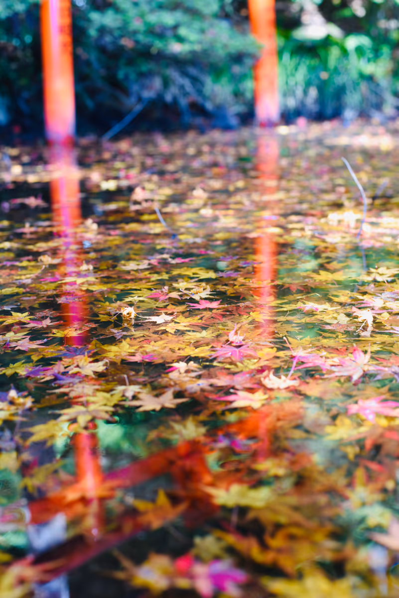 投稿写真：大興善寺　紅葉