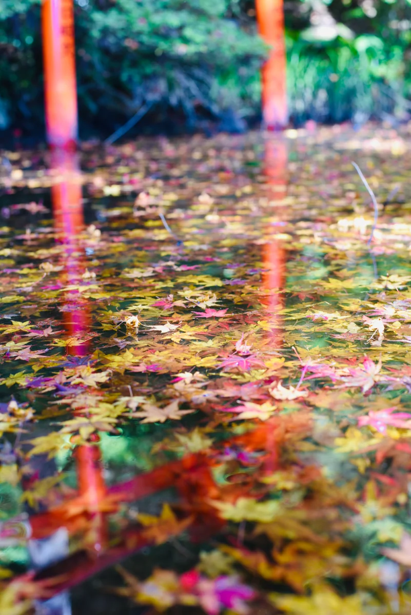 投稿写真：大興善寺　紅葉