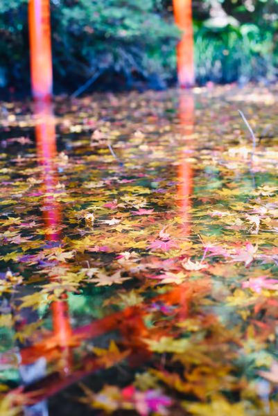 投稿：大興善寺　紅葉