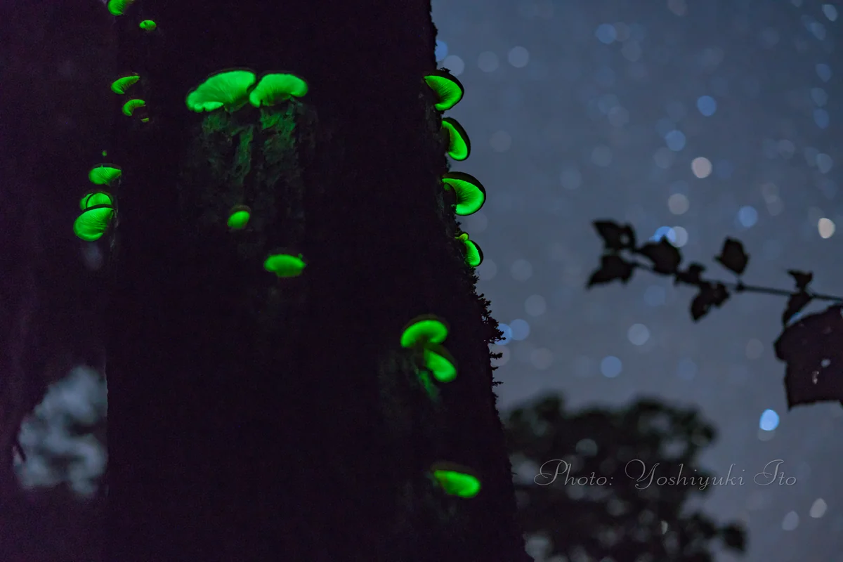 投稿写真：神秘の光るきのこツキヨタケ（佐渡島）