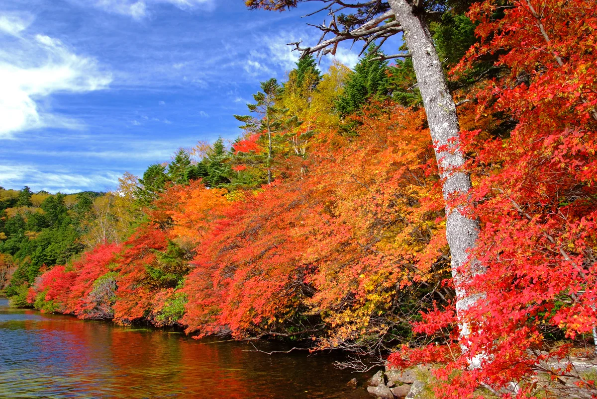 投稿写真：白駒池へ