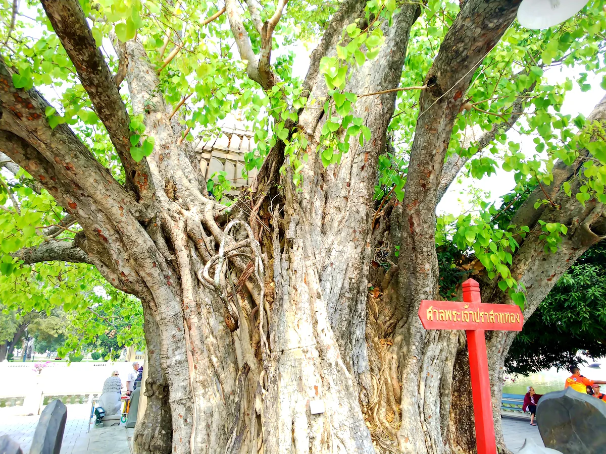 投稿写真：りすが住む大きな木