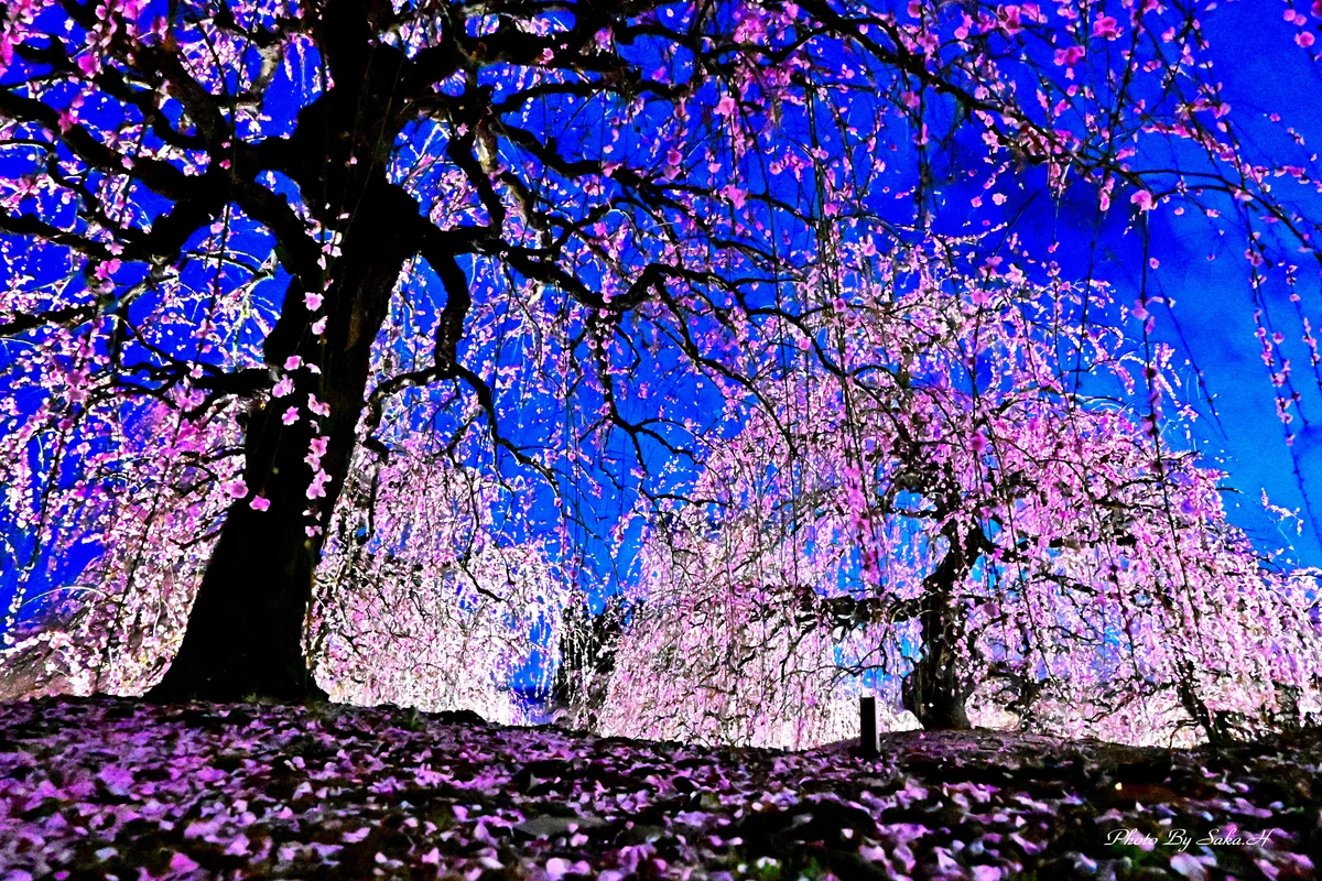 投稿写真：妖艶