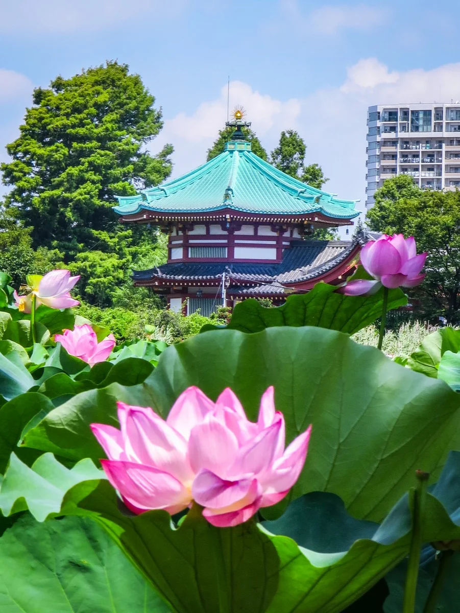 投稿写真：不忍池辨天堂とハスの花