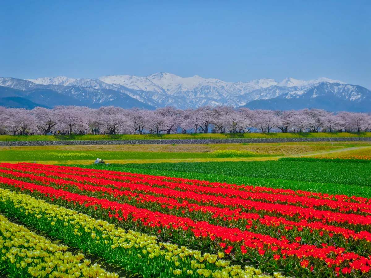 投稿写真：春の四重奏