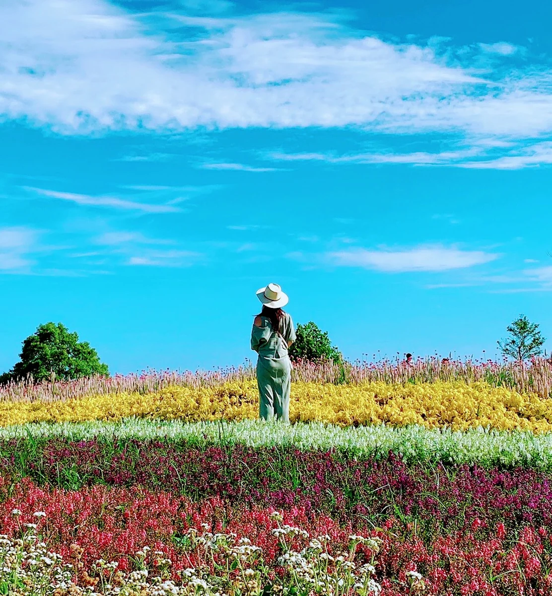 投稿写真：夏の花🌼