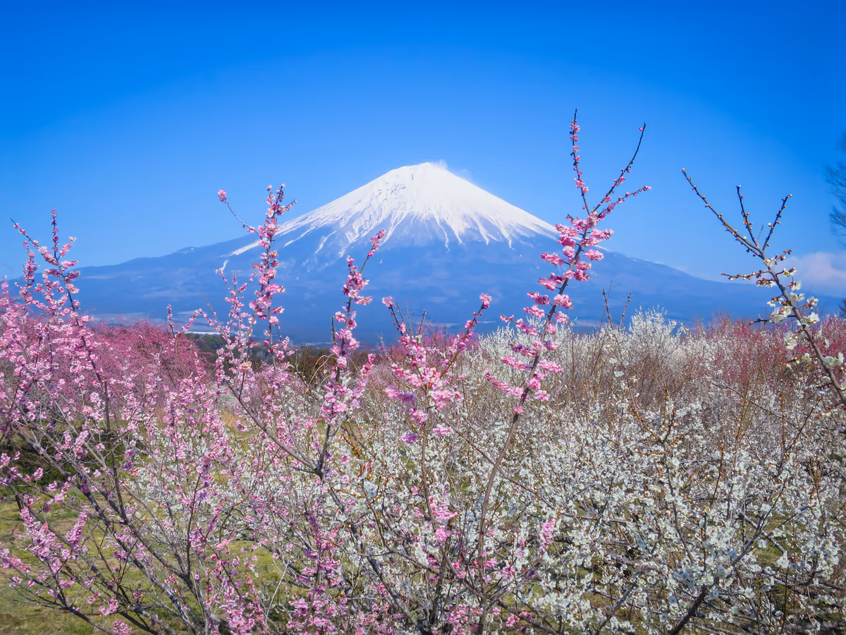 投稿写真：紅白の梅林と化粧直しした富士山