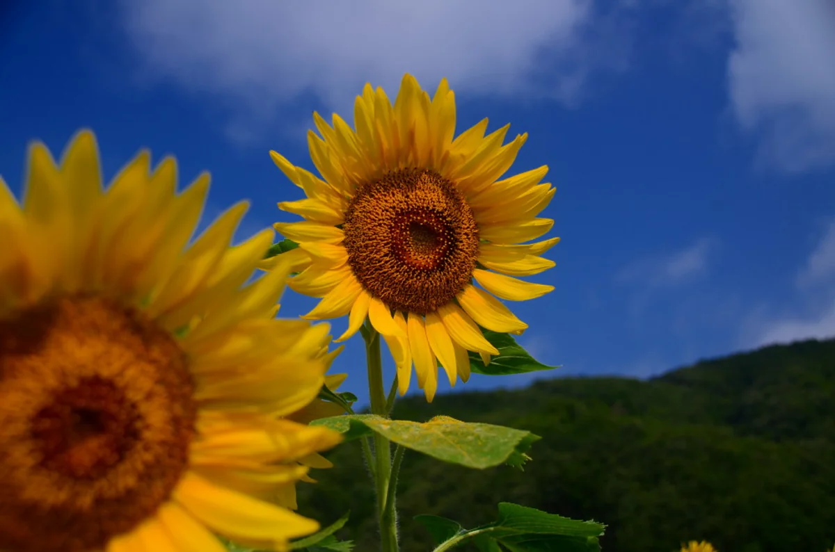 投稿写真：背比べ