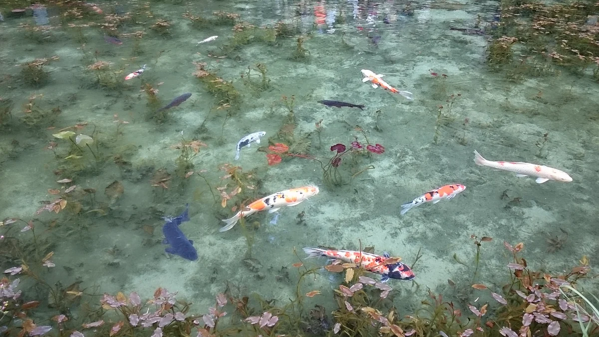 投稿写真：モネの池