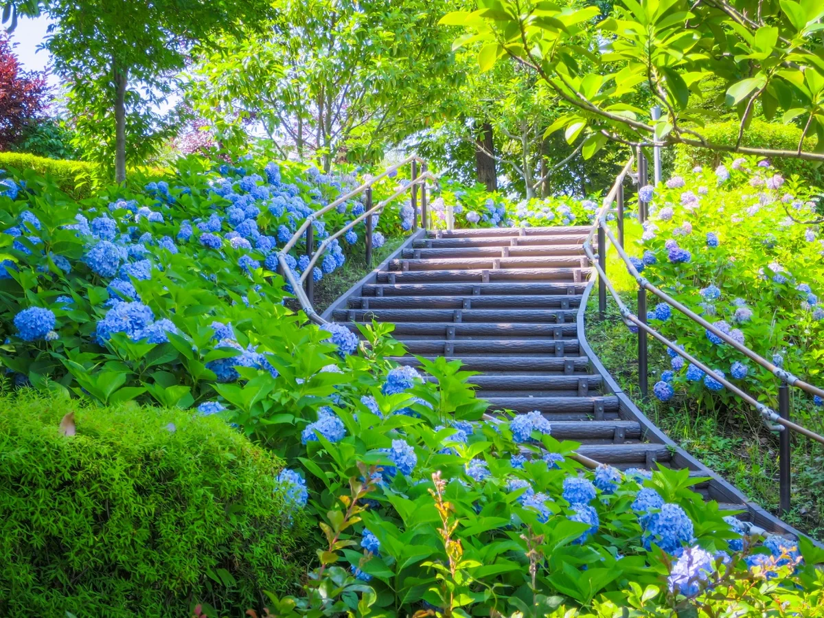 投稿写真：アジサイの階段