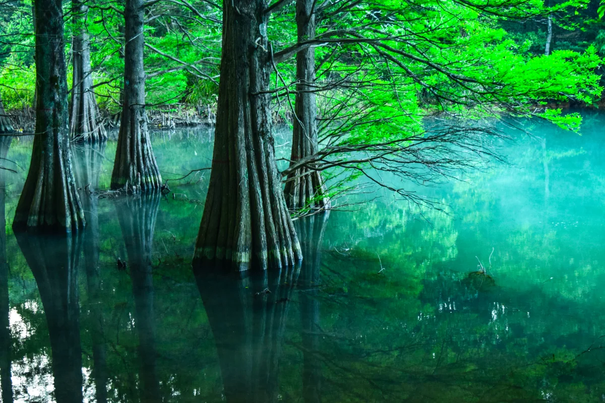 投稿写真：篠栗九大の森