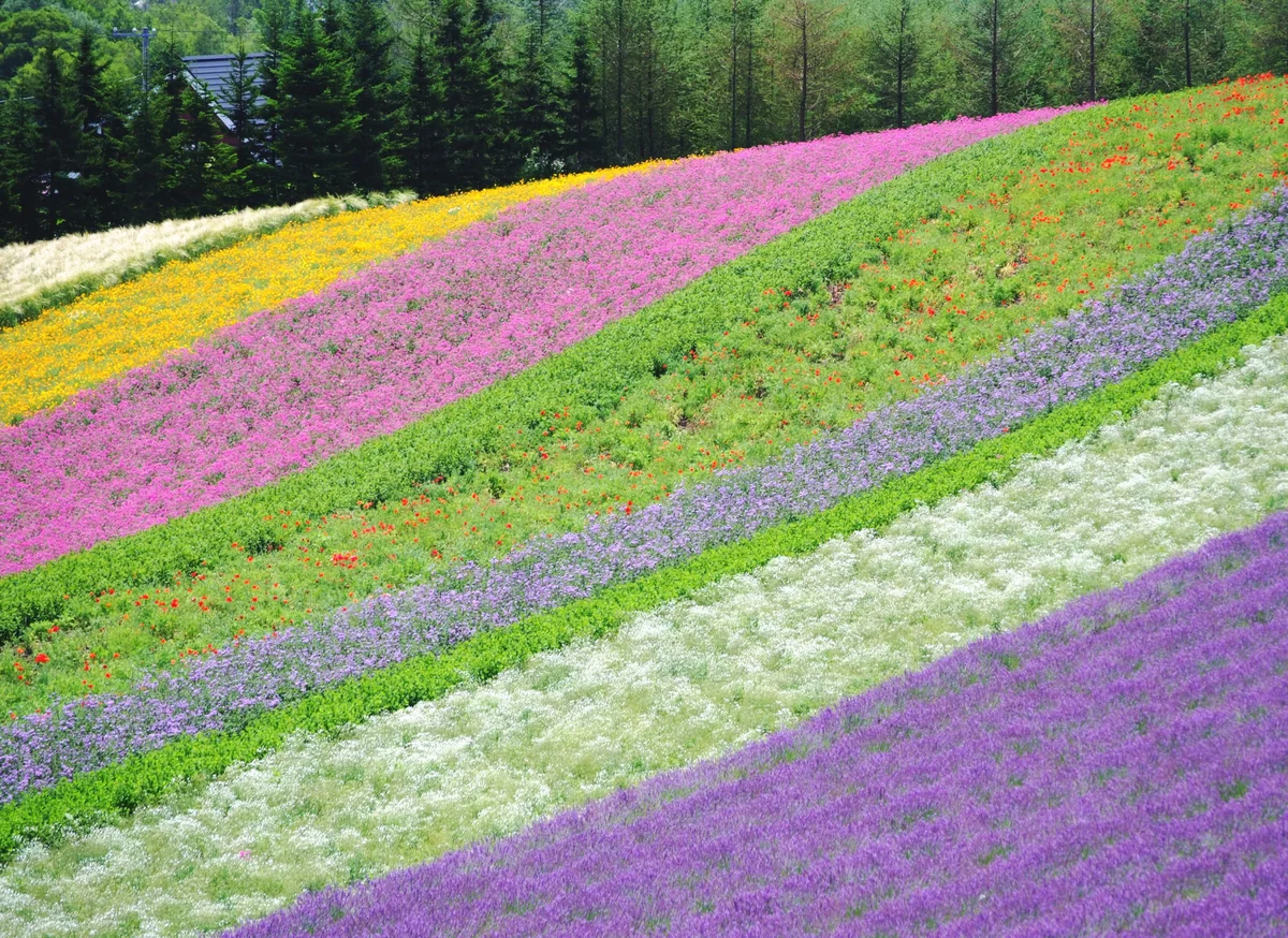 投稿写真：風、夏の日に