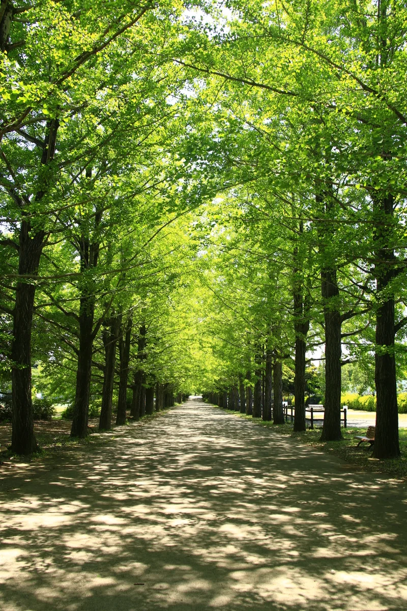 投稿写真：かたらいの銀杏並木