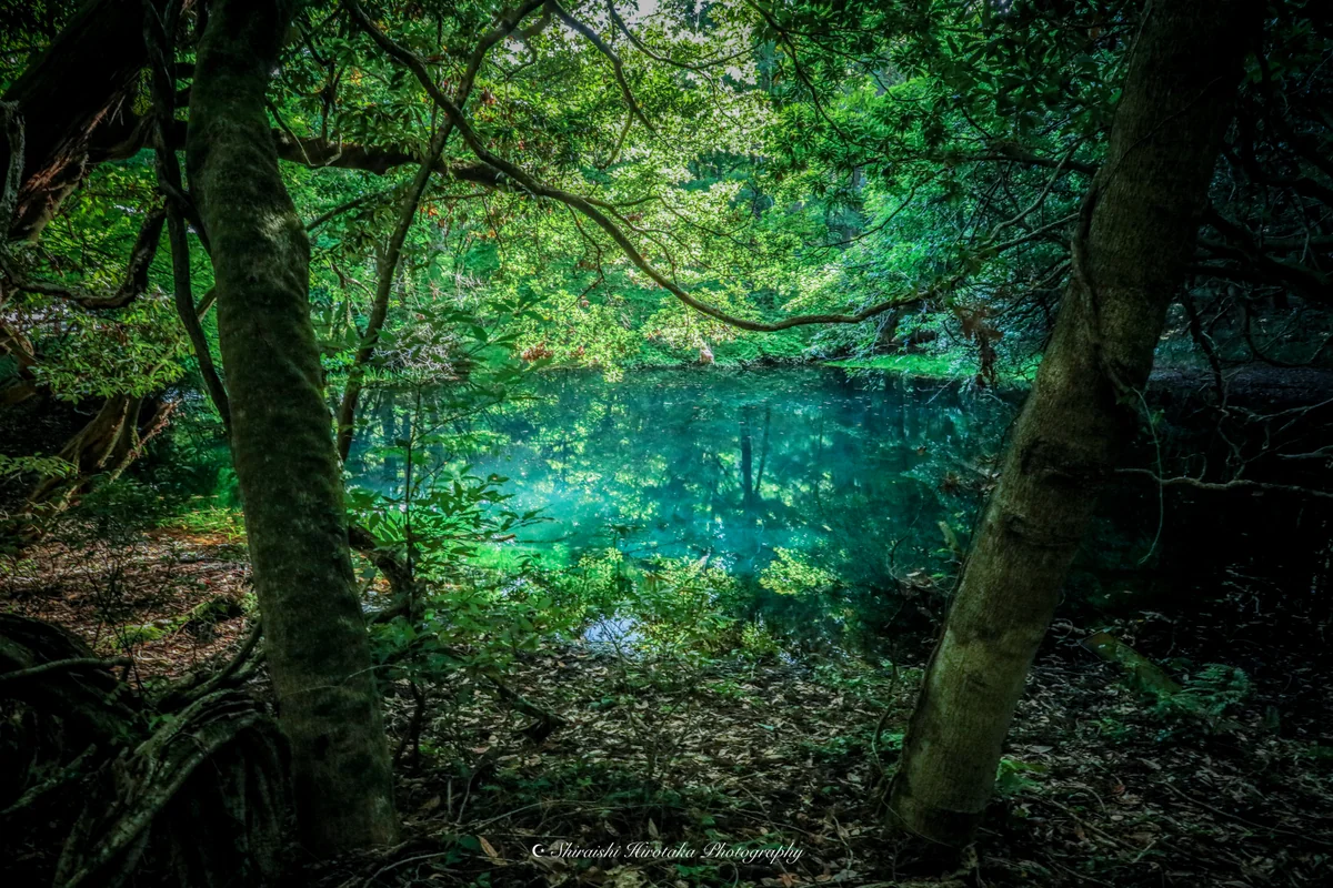 投稿写真：丸池