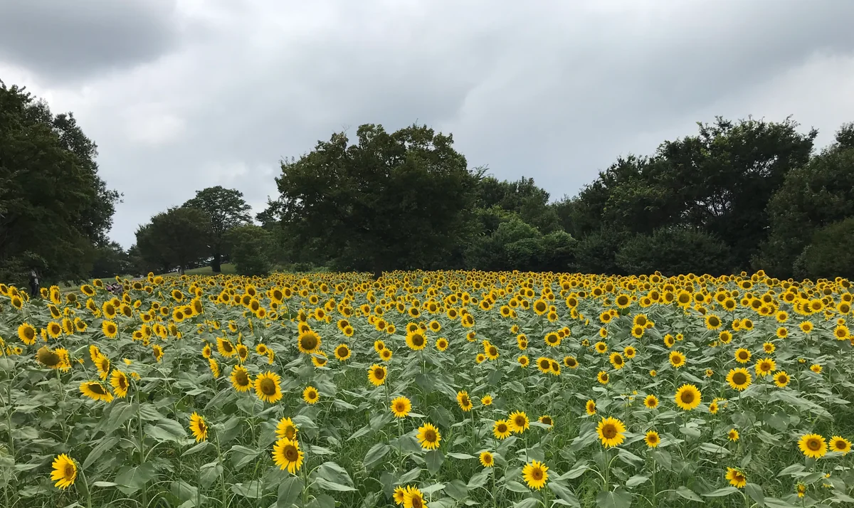投稿写真：向日葵に埋もれて