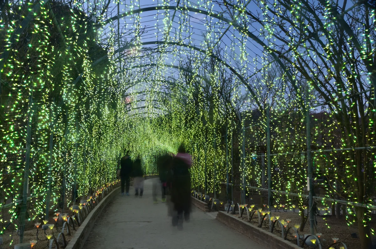 投稿写真：光のトンネル