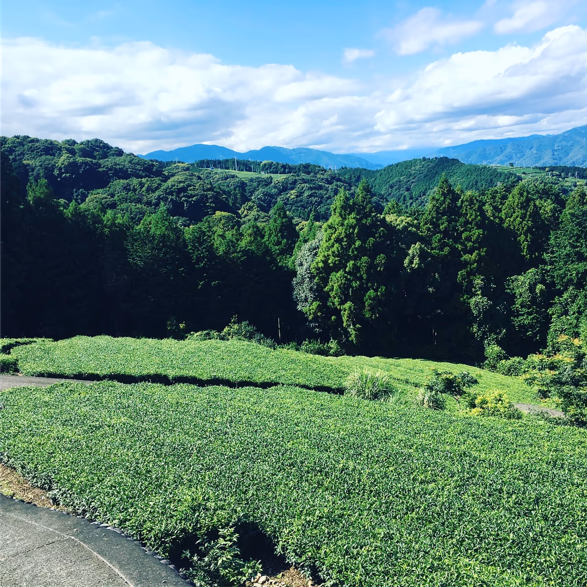投稿写真：緑の渦