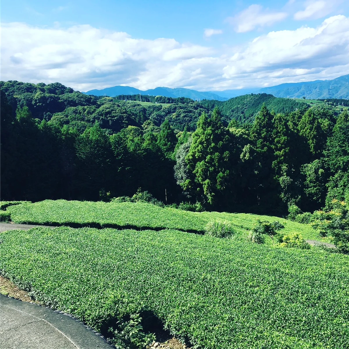 投稿写真：緑の渦