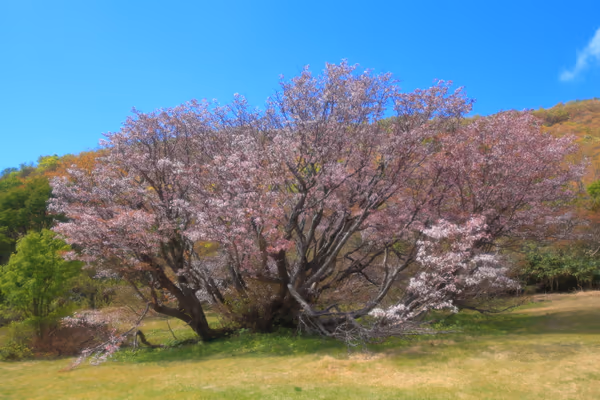 投稿：千竜桜
