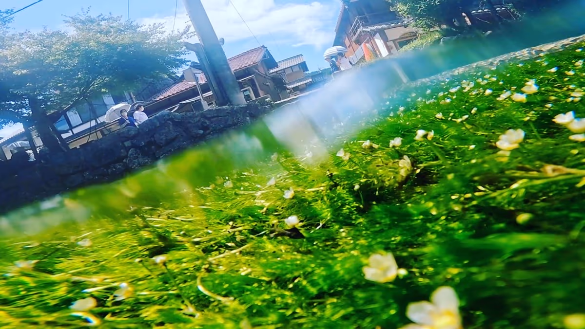 投稿写真：夏の絶景 醒井宿の梅花藻