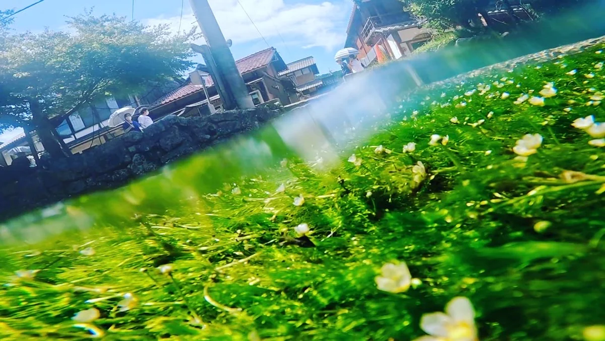 投稿写真：夏の絶景 醒井宿の梅花藻