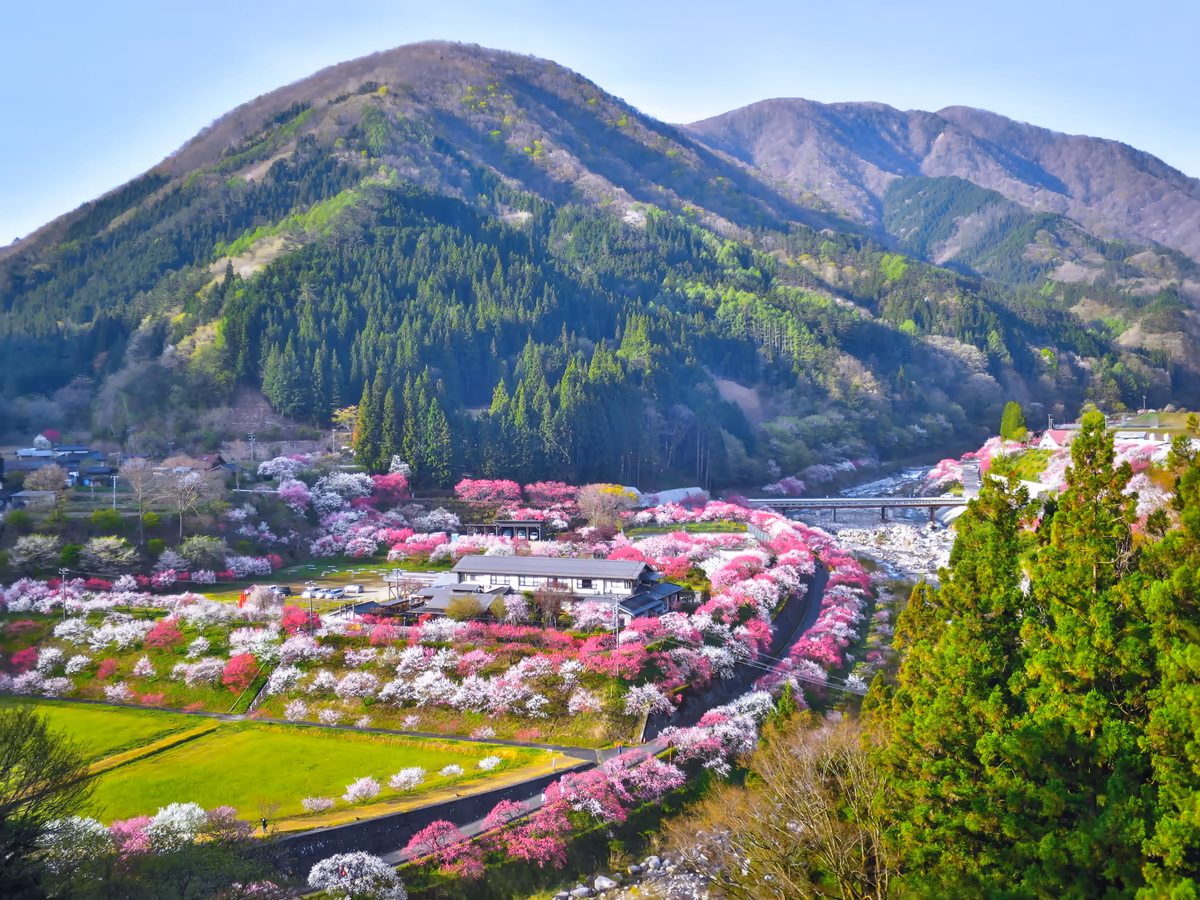 投稿写真：花桃の里全景