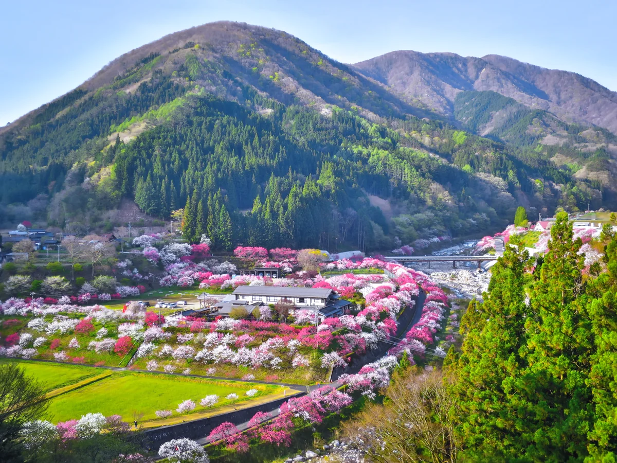 投稿写真：花桃の里全景